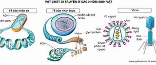 Virchow Đưa Ra Khái Niệm Rằng Vật Chất Di Truyền Có Bên Trong Nhân Đúng Hay Sai